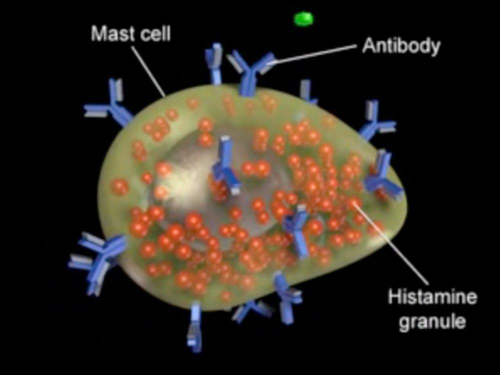 Mastceller är relaterade till basofila granulocyter och har båda sitt ursprung från en pluripotent hematopoetisk stamcell i benmärgen. Färgas metakroma- tiskt (färg: blå- violett) med toluidinblått.