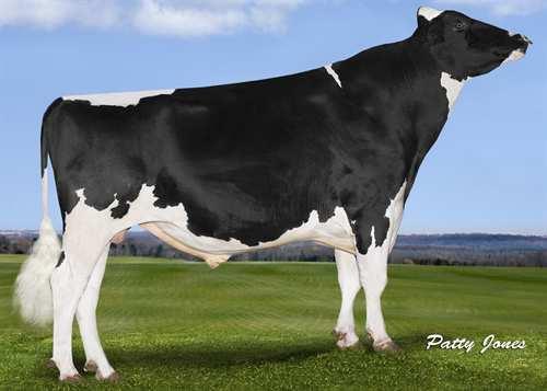 Afterhours HOWARD-VIEW AFTERHOURS 0200HO02774 AFTERSHOCK x GOLDWYN x IGNITER MS ATLEES SHT AFTERSHOCK COMESTAR LAUTELLA GOLDWYN VG-87-5YR-CAN 9* BRAEDALE GOLDWYN COMESTAR