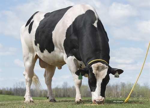 Control JK EDER-I CONTROL 0200HO03829 SNOWMAN x BOLTON x SHOTTLE FLEVO GENETICS SNOWMAN TL TV TY GIESSEN CINDERELLA 20 TY VG-87-2YR-NLD 8* SANDY-VALLEY BOLTON GIESSEN