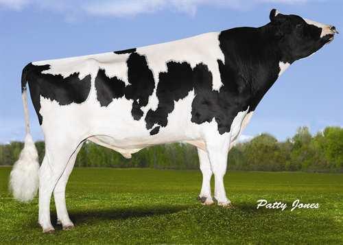 Superpower MISTY SPRINGS SUPERPOWER 0200HO03735 BONAIR x SHOTTLE x FREELANCE KARONA BONAIR MISTY SPRINGS SHOTTLE SATIN VG-86-2YR-CAN 17* PICSTON SHOTTLE WILLSONA FREELANCE SIZZLE