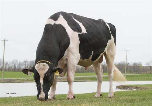 Saloon SANDY-VALLEY SALOON 0200HO02792 IOTA x PLANET x BOLTON REGANCREST IOTA SANDY-VALLEY PLANE SAPPHIRE VG-87-2YR-USA 1* ENSENADA TABOO PLANET SANDY-VALLEY BOLT