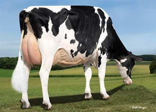 #: HOUSAM70358061 aaa: 213465 DMS: 126 Född: 04/09/2011 Kappa kasein: AB Beta kasein: A2A2 PRODUKTION 604 Bes 868 Dottrar 98% Säkh GEBV 17*AUG 2502 94 0.