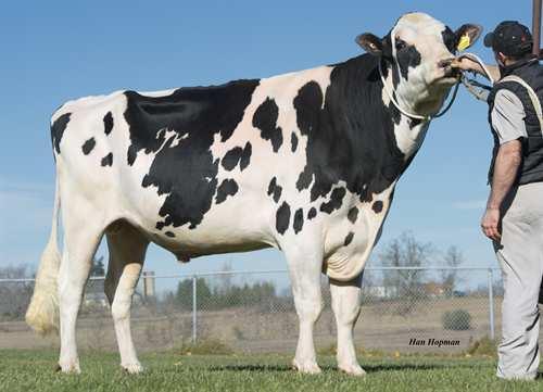 Album SILVERRIDGE ALBUM 0200HO02942 EPIC x MAN-O-MAN x GOLDWYN GENERVATIONS EPIC VELTHUIS SG MOM ALICIA VG-85-2YR-CAN 2* LONG-LANGS OMAN OMAN ALLYNDALE-I GOLDWYN