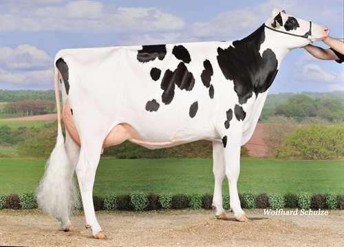 #: HOCANM11438396 aaa: 423516 DMS: 234 Född: 06/05/2012 Kappa kasein: AB Beta kasein: A2A2 PRODUKTION 832 Bes 1311 Dottrar 99% Säkh GEBV 17*AUG 1588 59 +0.