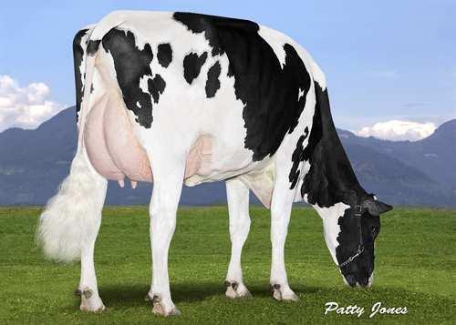 #: HOCANM11696699 aaa: 342156 DMS: 123,126 Född: 02/13/2013 Kappa kasein: AA Beta kasein: A2A2 PRODUKTION 72 Bes 148 Dottrar 92% Säkh GEBV 17*AUG 2550 80-0.