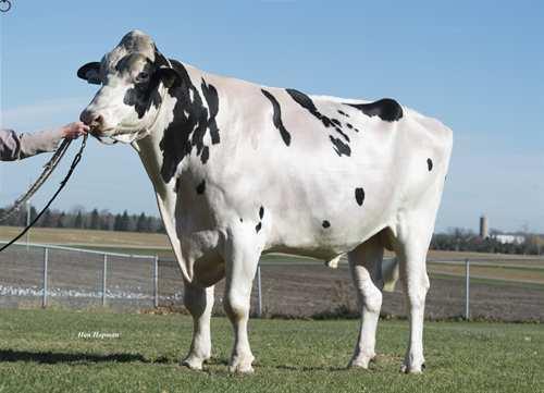 High Octane STANTONS HIGH OCTANE 0200HO10363 MCCUTCHEN x OBSERVER x SHOTTLE DE-SU BKM MCCUTCHEN 1174 MS CHASSITY OBS CLAIRE VG-87-2YR-CAN 6* DE-SU OBSERVER REGANCREST