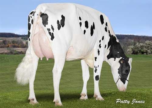 61 Kalvningar MF 103 Dotterfertilitet 99 Mjölkbarhet 102 Hullbedömning 101 Lynne 106 Mastit resistens 106 Resistencia a Enfermedades Metabólicas 100 HELHETSINTRYCK 14 Bes