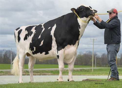 Doorman VAL-BISSON DOORMAN 0200HO06480 BOOKEM x SHOTTLE x GOLDWYN DE-SU 521 BOOKEM VAL-BISSON SHOTTLE IMELDA EX-91-6YR-CAN 8* PICSTON SHOTTLE VAL-BISSON GOLDWYN MAYA