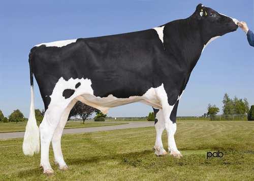Tennessee *RC CLAYNOOK TENNESSEE RC 0200HO05979 MR BURNS *RC x GOLDWYN x ALLEN DUDOC MR BURNS *RC CLAYNOOK TICKLE GOLDWYN VG-89-4YR-CAN 9* BRAEDALE GOLDWYN CLAYNOOK TAMMY
