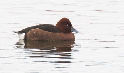 Åter en resa med flyt Skånska vinterfåglar 19-22 januari 2017 Vitögd dykand Foto: Klas Reimers Januariresan till Skåne brukar bjuda på intressanta fåglar.