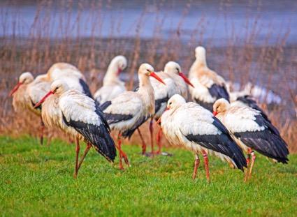 Bläsand mumsar i en av Lunds reningsdammar. Foto: Torbjörn Winqvist Näst sista anhalten var Flyinge Kungsgård.