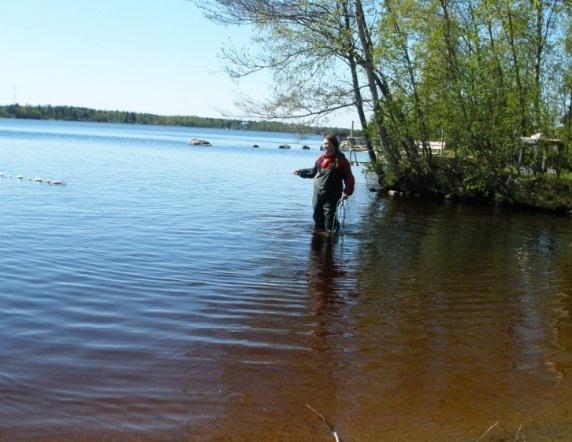 Figur 1 Yngelnotens fångstpåse undersöks Figur 2 Noten dras mot strand Fångsten artbestämdes på plats och åldersbestämdes visuellt enligt storlek.