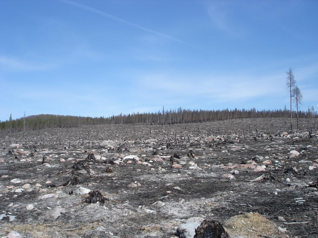 Kandidatarbeten i skogsvetenskap 2015:23 Fakulteten för skogsvetenskap Skalbaggars artsammansättning efter intensiv skogsbrand - En jämförelse mellan artgrupper två år efter brand Beetle species