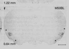 ccormick et al, 003 ars 6, 007 38 Enheter/inikolumner, Hyperkolumner Luktbarken anterior piriform cortex Enhet > kortikal minilkolumn 30 pyramidceller