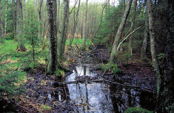 Före Efter några timmar I landskap med stor brist på våtmarker kan det vara motiverat att återskapa våtmarker på bekostnad av skogsproduktion.