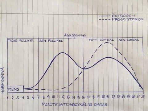 Figur 1. Figuren illustrerar de fem faser av menstruationscykeln som studeras i denna studie. Y-axeln representerar hormonnivån och x-axeln representerar dagarna i menstruationscykeln.
