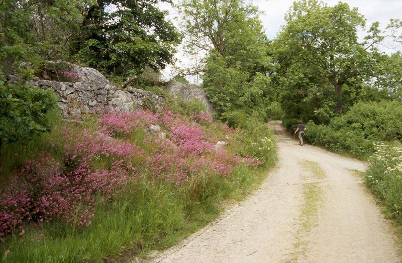 Ent. Tidskr. 128 (2007) Mnemosynefjärilen (Parnassius mnemosyne) i Blekinge Figur 2. Ängs- och hagmarker utgör livsmiljön för mnemosynefjärilen i Blekinge.