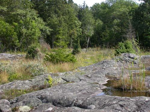 Cassida bör eftersökas på angränsande öar både i den yttre skärgården och på större öar och halvöar in mot Gräsö, exempelvis Jakobsaskäret och Vidgrunden.
