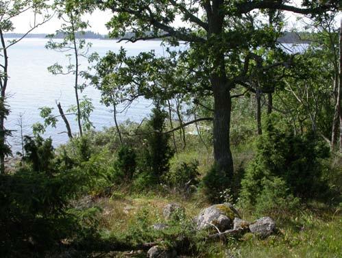 Följaktligen var delar av ön avverkningsanmälda i början av 2000-talet.