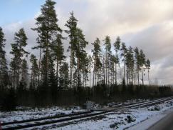 Naturvårdsprogram Kils Kommun har upprättat ett naturvårdsprogram antaget av KF 2007. Detta skall följas i tillämpliga delar.