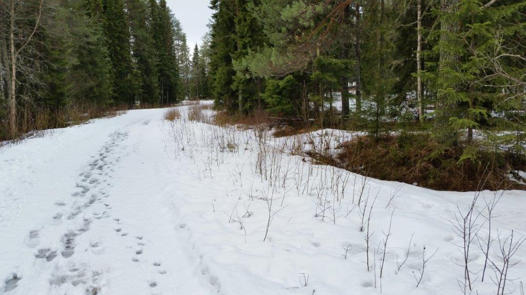 En orkidé har också hittats på platsen. Läs mer om naturmiljön under avsnittet 2.4 Naturtyper och eventuella naturvärden i miljökonsekvensbeskrivningen.