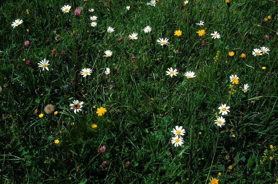 Fig. 1. Artrik äng vid Djäknabygd 22 juni 2003 med bl.a. sommarfibblor, på vilka det starkt hotade slåttersandbiet Andrena humilis samlar pollen, samt prästkragar och flera arter ärtväxter.