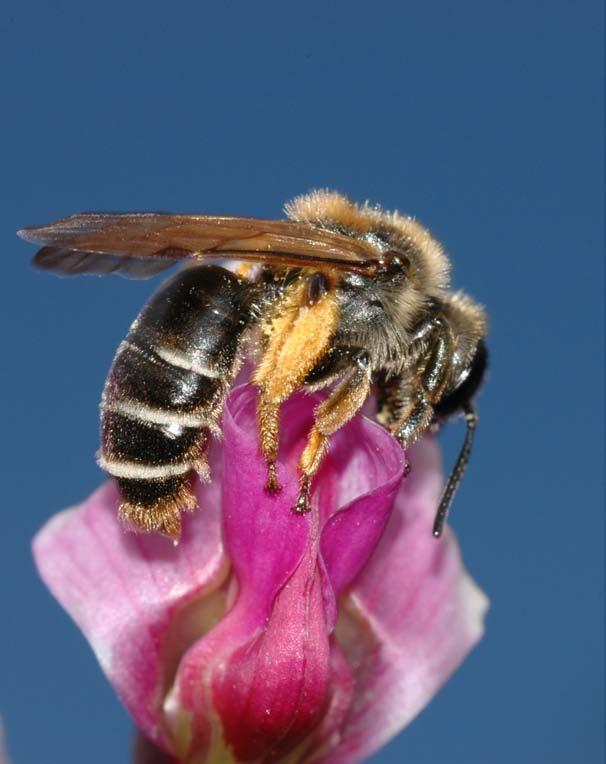 Fig. 2. Vialsandbiet Andrena lathyri samlar i Stenbrohult nästan bara pollen på gökärt, här i Höö naturreservat 8 juni 2004. Foto: Markus Franzén Andrena alfkenella alvarsandbi.