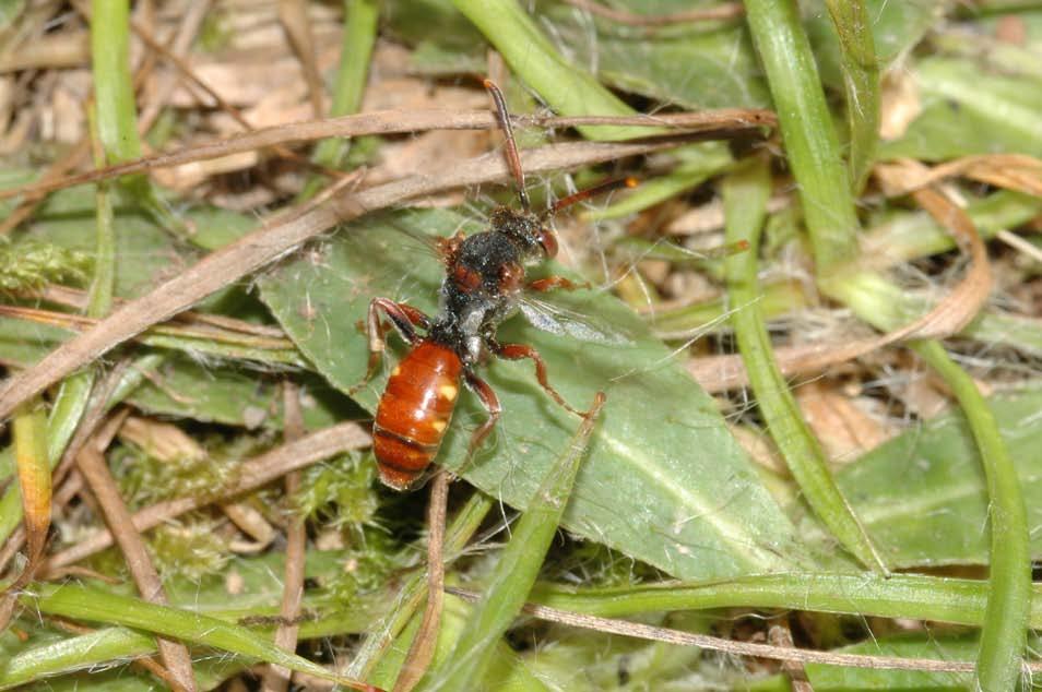 Fig. 4. Ett väddgökbi Nomada armata sökande efter ett bo av värdarten väddsandbi Andrena hattorfiana i Råshult 24 juli 2004. Foto: Markus Franzén setts varje år.