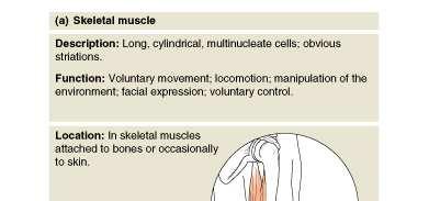 Skeletal Muscle Long