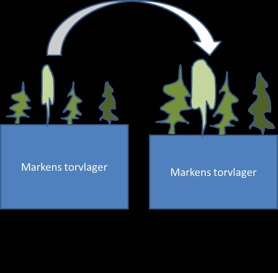 Skog som åtgärd för att minska emissioner Maljanen et al.