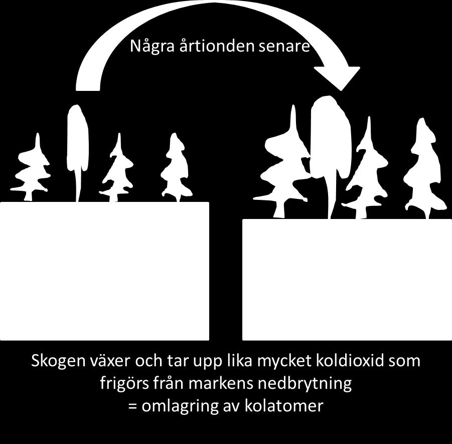 balances the whole stand rotation has to be included Ojanen et al.