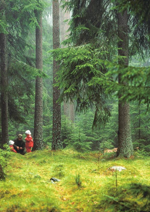 Korsnäs Din skogliga partner Skogsbruksplan En