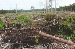 Sämsta tidpunkt är att plantera 1 år efter avverkning i områden med snytbaggeproblem. Vårplantering är den bästa tidpunkten för plantering. Kontakta gärna din virkesköpare för lokala råd runt detta.