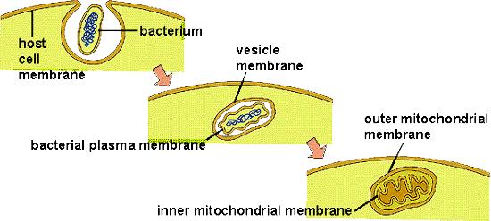 Endosymbiosteorin förklaringsmodell hur