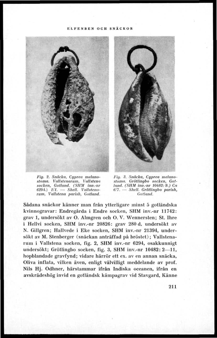 ELFENBEN OCH SNÄCKOR Fig. 2. Snäcka, Cgprea melanostoma. Vallstenarum. Vallstenn socken, Gotland. (SHM inv.-nr 6294.) 1/1. Shell. Vallstennrum. Vnllstena parish. Gotland. Fig. 3.