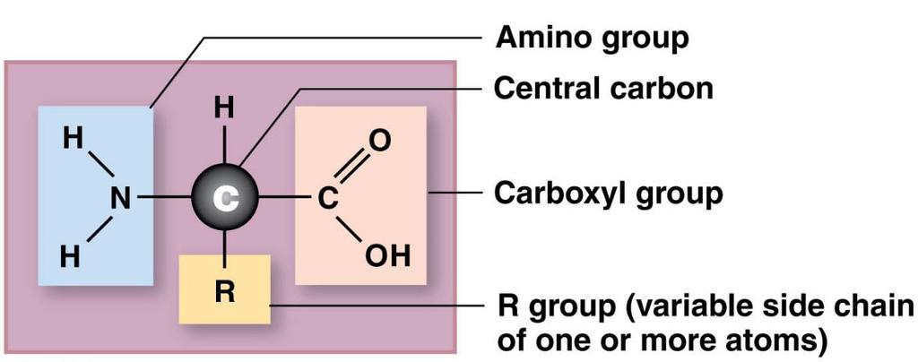 DEL 2 11. Aminosyror är generellt uppbyggda enligt bilden nedan.