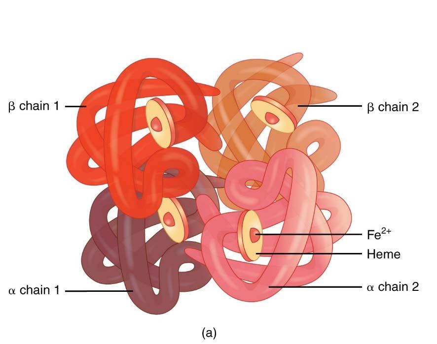 DEL 2 5. Hemoglobin är ett välstuderat enzym och dess tredimensionella struktur är kartlagd. Molekylvikten för proteinet är ca 64kDa, där de olika subenheterna väger ca 16 kda vardera.