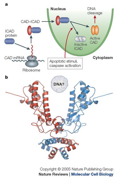 Targets for caspases: cytoplamatic proteins (eg actin, beta-catenin, PAI-2) nuclear proteins (eg lamin, RNA-binding proteins) protein involved in DNA metabolism and repair (PARP (Poly(-ADP ribos)