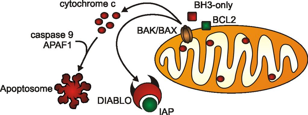 Mitochondria Bcl2-family proteins inserted in the outer membrane Pro-apoptotic