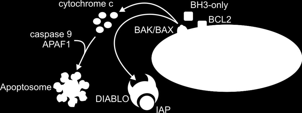 proteins are released, ie cytochrome-c, DIABLO Cytochrome-c forms complex with