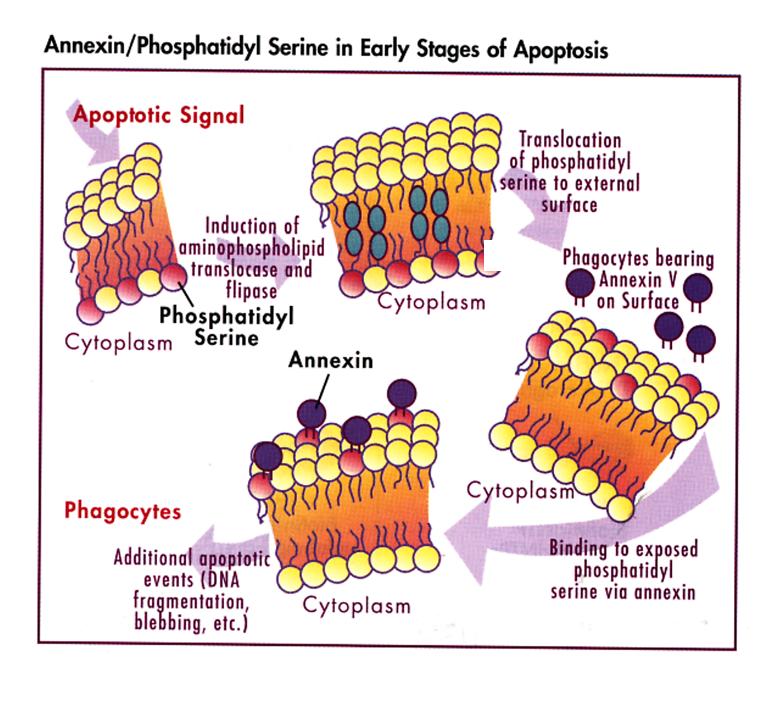 cellular recognition of