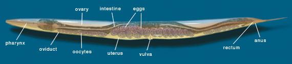 C elegans Bildar 1090 celler