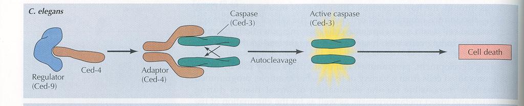 execution "activator program" survival factors apoptotic