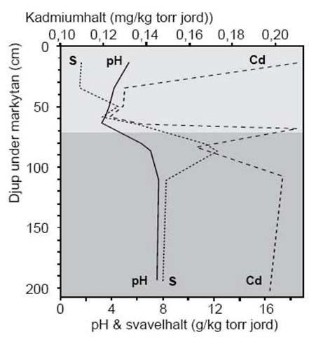 Figur 8. Svavel- och kadmium-innehållet samt ph på olika djup ovanför och under grundvattenytan i en sur sulfatjord nära Mälaren (Sohlenius & Öborn, 2002).