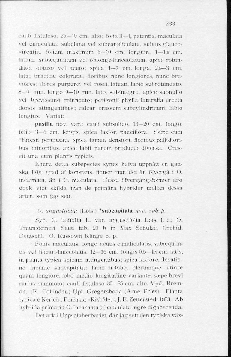 233 cauli listuloso 25 40 cm. alm. folia 3 4, patentia. maculata \L\ emaculata subplana vel subcanaliculata subtus glaucovircntia. toluun maximum 6 10 cm. longum, 1 1,«cm.