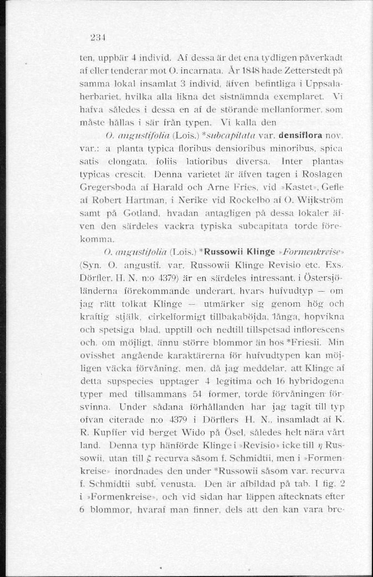234 ten, uppbär 4 individ. Af dessa är det ena tydligen påverkadt af eller tenderar mot O. incarnata.
