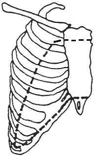Figur 1 Figur 2 1.2 Studera ett intercostalrum och identifiera m. intercostalis externus, internus och intimus. Identifiera a. v. och n. intercostalis mellan de två inre musklerna.