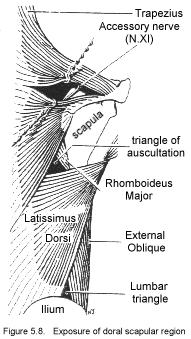 Figur 7 Figur 8 Fripreparera den ytliga muskulaturen i form av m. trapezius, m. latissimus dorsi och m. deltoideus.