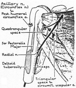 Lägg märke till n. suprascapularis som går från truncus superior plexus brachialis lateralt över regio colli lat. djupt om m. trapezius ned till mm. supra- et infraspinatus.