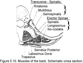 Rengör så att utskott, kotbågar och övre sacrum kan ses i sin helhet. Identiflera spinalutskotten och deras ligament: lig. supraspinale (lumbalt och thorakalt) och lig interspinale (lumbalt).